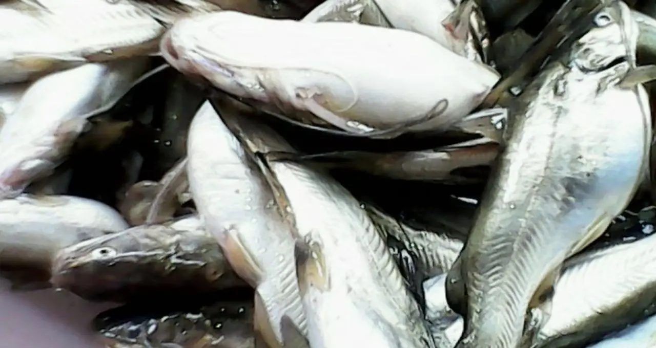 Monsoon Fish: বর্ষায় শুধু ইলিশ নয়, পাতে কই-ট্যাংরা-পাবদার কদরও তুঙ্গে! কোন কোন দেশি মাছ পছন্দ বাঙালির?
