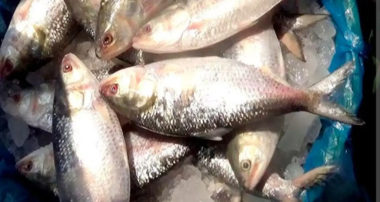 Best Hilsa Buying Tips: তেলতেলে ইলিশ চাই? বর্ষার কোন সময় বাজারে মেলে সবচেয়ে স্বাদের মাছ, জানুন সহজ টিপস
