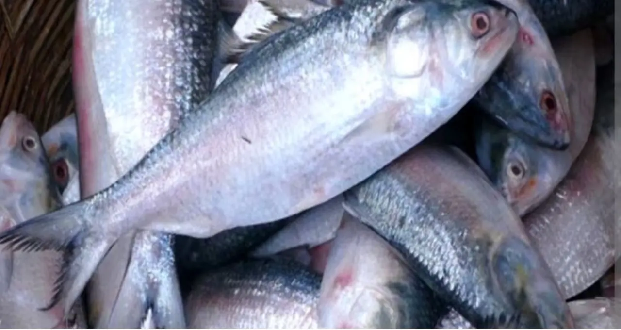 Best Hilsa Buying Tips: তেলতেলে ইলিশ চাই? বর্ষার কোন সময় বাজারে মেলে সবচেয়ে স্বাদের মাছ, জানুন সহজ টিপস

