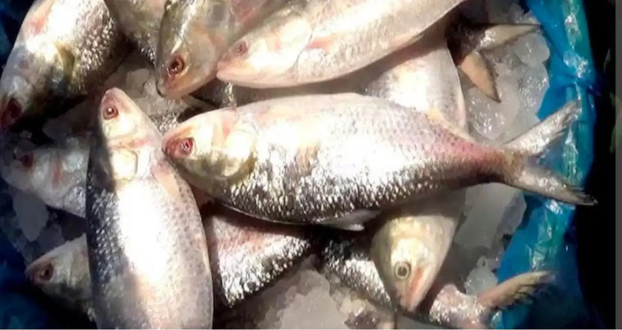 Best Hilsa Buying Tips: তেলতেলে ইলিশ চাই? বর্ষার কোন সময় বাজারে মেলে সবচেয়ে স্বাদের মাছ, জানুন সহজ টিপস
