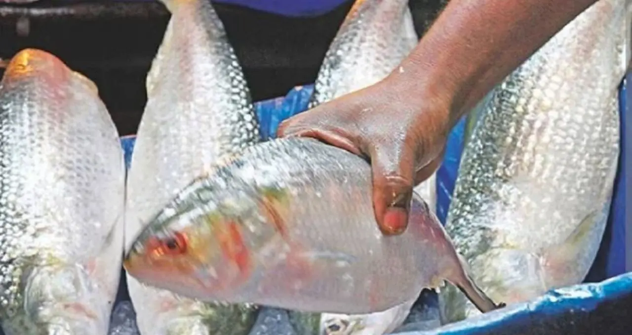 Best Hilsa Buying Tips: তেলতেলে ইলিশ চাই? বর্ষার কোন সময় বাজারে মেলে সবচেয়ে স্বাদের মাছ, জানুন সহজ টিপস
