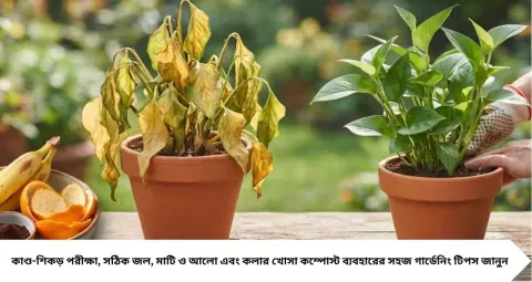 Reviving Dying Plants: শুকিয়ে নেতিয়ে পড়া গাছেও ফিরতে পারে প্রাণ! ফেলে দেওয়া কলার খোসা কাজে লাগান এভাবে, জানুন সহজ টিপস
