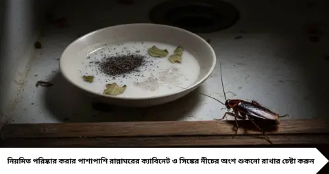 Cockroach Prevention Tips: দামি স্প্রে নয়! দুধ-চিনি-ময়দার এই টোপে আরশোলা নিয়ন্ত্রণের চেষ্টা, তবে মানতে হবে জরুরি সতর্কতা
