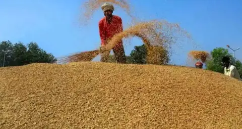 Haryana में 1509 धान का भाव ₹4,400 प्रति क्विंटल पहुंचा, विदेशी मांग से किसानों को बड़ा फायदा