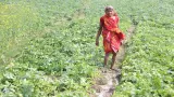 नालंदा में दो दर्दनाक हादसों ने मचाया कोहराम, खेत में पटवन के दौरान करंट की चपेट में आई महिला