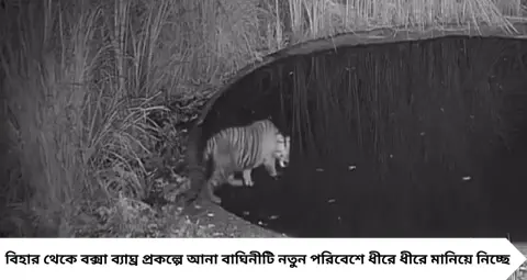 Buxa Tiger Reserve: বক্সায় এসে বেশ খোশমেজাজে বিহারের বাঘিনী! জলপান করে জলাশয়ে স্নান, ট্র্যাপ ক্যামেরায় ধরা পড়ল ছবি
