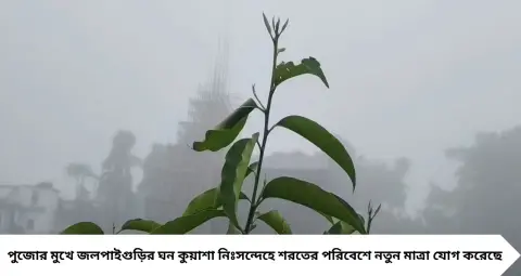 Weather Update: পুজোর আগেই ঘন কুয়াশায় ঢাকল জলপাইগুড়ি! সকালেই শীতের আমেজ, আবহাওয়ার বদলে কি মিলল বড় ইঙ্গিত?
