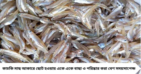 Kachki Fish Cleaning Tips: কুচি সাইজের কাচকি মাছ বাছতে আর ল্যাজে-গোবরে নয়! এই সহজ কৌশলে মিনিটেই পরিষ্কার হবে কেজি-কেজি মাছ
