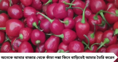 General Knowledge: গোল গোল লাল, দামে ৪০০ টাকা কেজি! একটুতেই মুখে আগুন, পাহাড়ের এই লঙ্কা চিনতে পারছেন?
