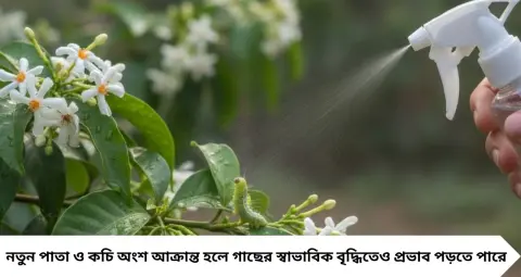 শিউলি গাছের পাতা ঝাঁঝরা করছে শুঁয়োপোকা? এই ঘরোয়া তরল স্প্রে করলেই কমবে উপদ্রব
