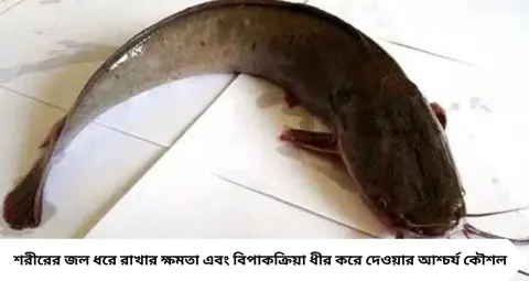 জল শুকিয়ে গেলেও শেষ নয়! মাটির নীচে মাসের পর মাস কীভাবে বেঁচে থাকে শিং মাছ? জানলে অবাক হবেন
