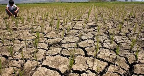 MP के 11 जिलों में सूखे का संकट, इंदौर-उज्जैन समेत कई क्षेत्रों में 52% तक कम बारिश