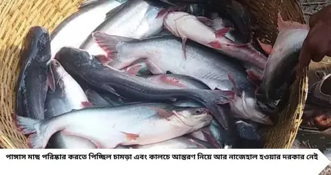 Pangas Fish Cleaning Tips: পাঙ্গাসের কালো চামড়া পরিষ্কার করতে ঘাম ছুটছে? নুন-ডুমুর পাতার এই কৌশলে সহজেই হবে ঝকঝকে সাদা!
