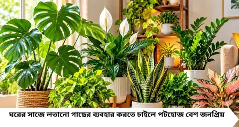 Puja Interior: দামি শো-পিস নয়, এই ৮ Indoor Plant-এই বদলে যাবে পুরোনো বাড়ির চেহারা! পুজোর আগে ঘর সাজান কম খরচে
