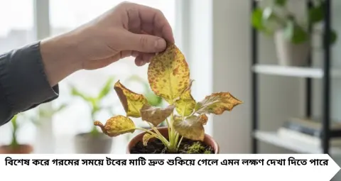 Indoor Plants Care: জল দেওয়ার আগে পাতার দিকে তাকান! হলুদ না বাদামি—এই দাগেই লুকিয়ে গাছ বাঁচানোর আসল রহস্য
