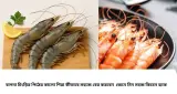 Bagda Chingri Cleaning Tips: রান্নার পরও ভাঙবে না বাগদা চিংড়ির মাথা! পিঠের কালো শিরা এক টানেই বের করার সহজ কায়দা