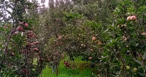 हिमाचल में 10 साल में 64 हजार हेक्टेयर घटा कृषि क्षेत्र, सेब उत्पादन में भी बड़ी गिरावट की आशंका