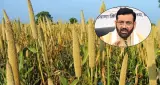 हरियाणा में किसानों को बाजरे पर मिलेगा 2900 रुपये का लाभ, MSP के साथ भावांतर भरपाई योजना का फायदा