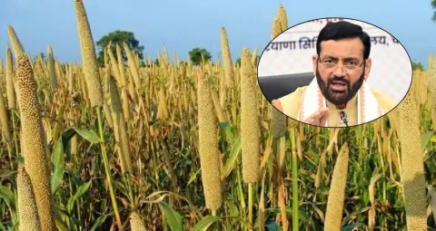हरियाणा में किसानों को बाजरे पर मिलेगा 2900 रुपये का लाभ, MSP के साथ भावांतर भरपाई योजना का फायदा