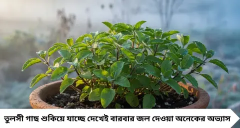 শীত পড়তেই হলুদ হয়ে ঝরে পড়ছে তুলসীপাতা? এই ২ সহজ কৌশলে গাছ থাকবে ঘন, সবুজ ও সতেজ!
