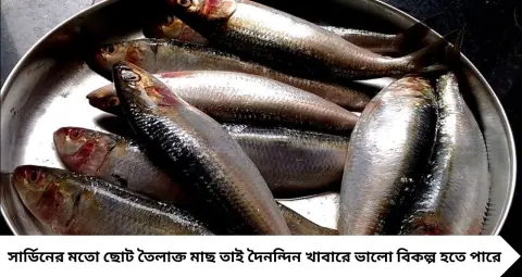 দামি ইলিশ-স্যামন নয়, পুষ্টির ভাণ্ডার ছোট্ট সার্ডিন মাছ! ওমেগা-৩, ভিটামিন D ও B12-এ সমৃদ্ধ, পাতে রাখলে মিলবে নানা উপকার
