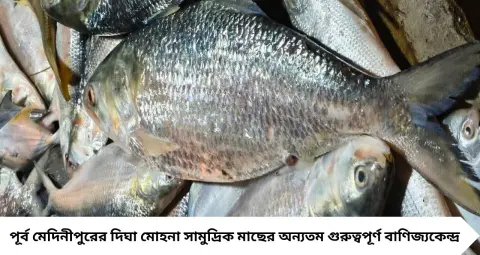 পুজোর বাজারে ইলিশের আকাল! দিঘার ট্রলারে উঠছে না রুপোলি রানি, উৎসবের পাত কি থাকবে ইলিশশূন্য?
