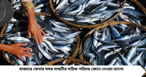 সস্তার তোতা মাছেই মিলতে পারে প্রোটিনের জোগান! ওমেগা-৩, জিঙ্ক ও সেলেনিয়ামে সমৃদ্ধ এই মাছ রাখুন পাতে
