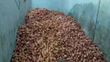 झारखंड का गोला शकरकंद बना ग्लोबल स्टार, किसानों को मुनाफा; नवरात्र व्रत में भी खास पसंद