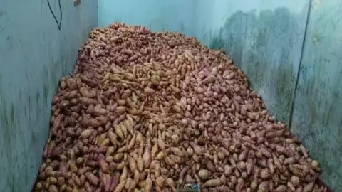 झारखंड का गोला शकरकंद बना ग्लोबल स्टार, किसानों को मुनाफा; नवरात्र व्रत में भी खास पसंद