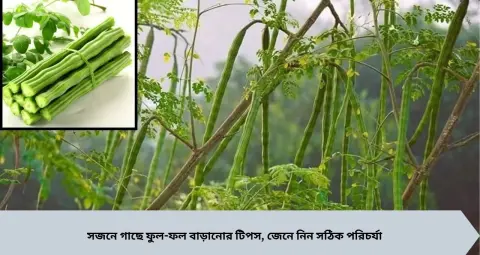 সজনে গাছে ফুল-ফল হচ্ছে না? ঘোল, সঠিক ছাঁটাই আর জৈব সারের যত্নে বাড়তে পারে ফলন, রইল উদ্যান বিশেষজ্ঞের টিপস