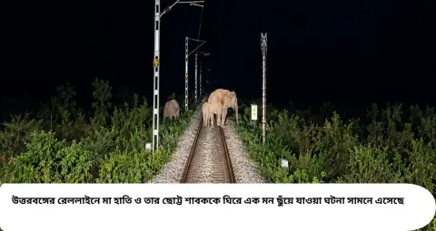 রেললাইনে মা হাতির পাশে ছোট্ট শাবক! সামনে সিকিম মহানন্দা এক্সপ্রেস, চালকের তৎপরতায় রক্ষা পেল বন্যপ্রাণীরা
