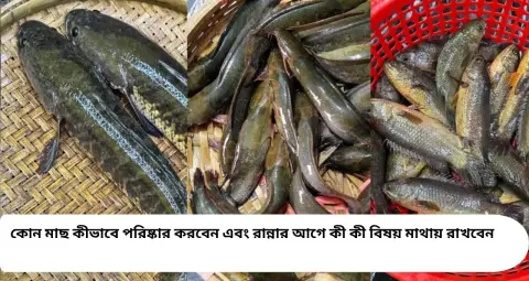 কই-মাগুর-শিঙি-শোল মাছ পরিষ্কার করার সহজ উপায়! পিচ্ছিল কালো আবরণ ও ছোট আঁশ তুলতে কাজে আসবে এই ঘরোয়া টিপস