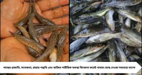 দামেও সস্তা, পুষ্টিতেও ভরপুর! মাগুর-শিঙি-ক্যাটফিশে মিলতে পারে প্রোটিন, পটাশিয়াম ও ফসফরাস, জানুন খাওয়ার উপকারিতা
