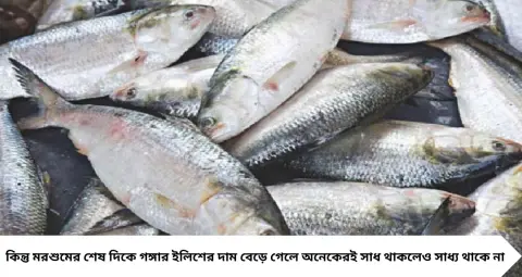গঙ্গার ইলিশের দাম হাজার ছুঁইছুঁই? পকেট বাঁচিয়ে মাছের স্বাদ মেটান পেংবায়, কেজি মাত্র ৩০০ টাকা থেকে!
