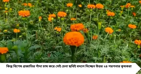 Marigold Farming: শীতের অপেক্ষা আর নয়! বিশেষ প্রজাতির গাঁদা চাষে সারা বছর ফুল, উত্তর ২৪ পরগনার চাষিদের মুখে হাসি
