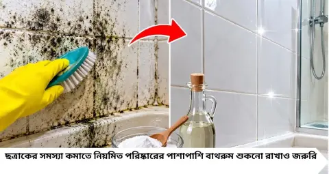 Bathroom Mold Cleaning Tips: বাথরুমের দেওয়ালে কালো ছোপ, শ্যাওলা আর ছত্রাক? দামি ট্রিটমেন্ট নয়, ঘরোয়া ২ উপাদানেই ফিরবে ঝকঝকে ভাব!
