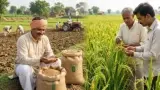 latest news subkuz - मुजफ्फरपुर में चक्रवाती बारिश से किसानों की बढ़ी चिंता, रबी की बोआई 15 दिन पिछड़ने की आशंका, धान कटनी भी प्रभावित