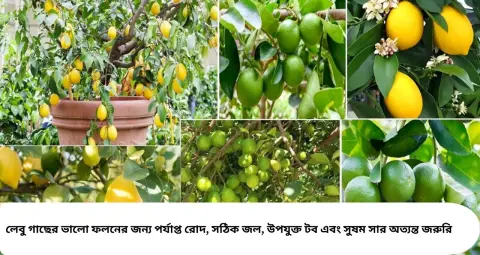 Lemon Growing Tips: লেবু গাছের ফুল ঝরে যাচ্ছে? ফিটকিরি-চা পাতা নয় শুধু, ফলন বাড়াতে চাই সঠিক যত্ন! টবে লেবু চাষের সহজ টিপস