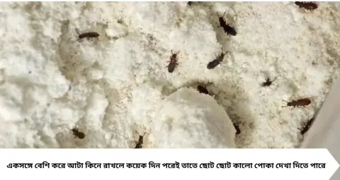 Atta Storage Tips: আটা কিনেই ডিব্বায় ভরছেন? পোকা আটকাতে আগে করুন এই সহজ কাজ, দীর্ঘদিন ভালো থাকবে আটা
