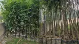 latest news subkuz - नोएडा डियर पार्क के 12 बाड़ों में लगेंगे 3490 पेड़, हिरणों की कई प्रजातियां देखने को मिलेंगी