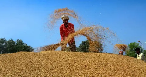 किसानों के खातों में पहुंचे 4263 करोड़ रुपये, 30 लाख टन से ज्यादा धान की खरीद
