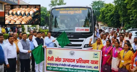देसी अंडा उत्पादन बढ़ाने की तैयारी, 50 लोगों को बरेली में मिलेगी ट्रेनिंग, पोल्ट्री फार्म खोलने में मदद