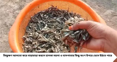 Guro Mach Cleaning Tips: আর একটা একটা করে ছোট মাছ বাছতে হবে না! এই সহজ কৌশলে ঝুড়িভর্তি চাঁদা, ঢেলা, ময়া মাছ পরিষ্কার করুন নিমেষে
