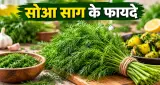 सोआ साग के फायदे: कम कैलोरी में भरपूर पोषण, वजन घटाने वाली डाइट में ऐसे करें शामिल
