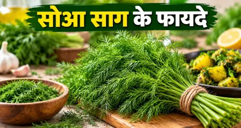 सोआ साग के फायदे: कम कैलोरी में भरपूर पोषण, वजन घटाने वाली डाइट में ऐसे करें शामिल