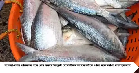 Ilish Fish Price: ইলিশ খাওয়ার শেষ সুযোগ! রাস পূর্ণিমা পর্যন্ত চলবে মাছ ধরা, কেজি প্রতি দাম কত? জানুন বাজারদর