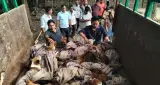 latest news subkuz - असम में मांस व्यापार के लिए ले जाए जा रहे 26 कुत्ते बचाए गए, बोरी में भरकर बांध दिए थे मुंह