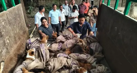 असम में मांस व्यापार के लिए ले जाए जा रहे 26 कुत्ते बचाए गए, बोरी में भरकर बांध दिए थे मुंह