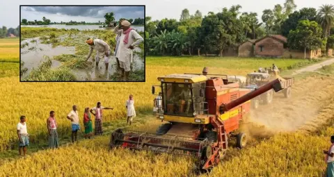सोनीपत में बारिश से गेहूं की बिजाई को फायदा, मंडी में धान की खरीद और उठान प्रभावित
