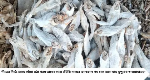 Shutki Fish Recipe: শীতের দুপুরে গরম ভাতের সঙ্গে চাই জমজমাট শুঁটকি! উত্তরবঙ্গের ৪ রকমের দুর্দান্ত পদ, স্বাদে মন ভরবে
